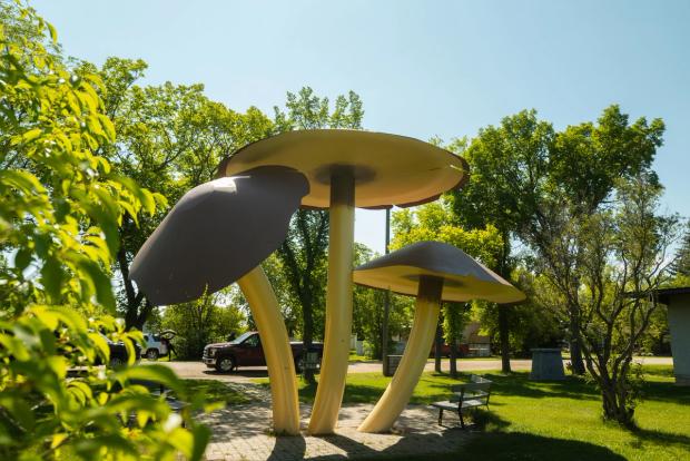 World's Largest Mushrooms.