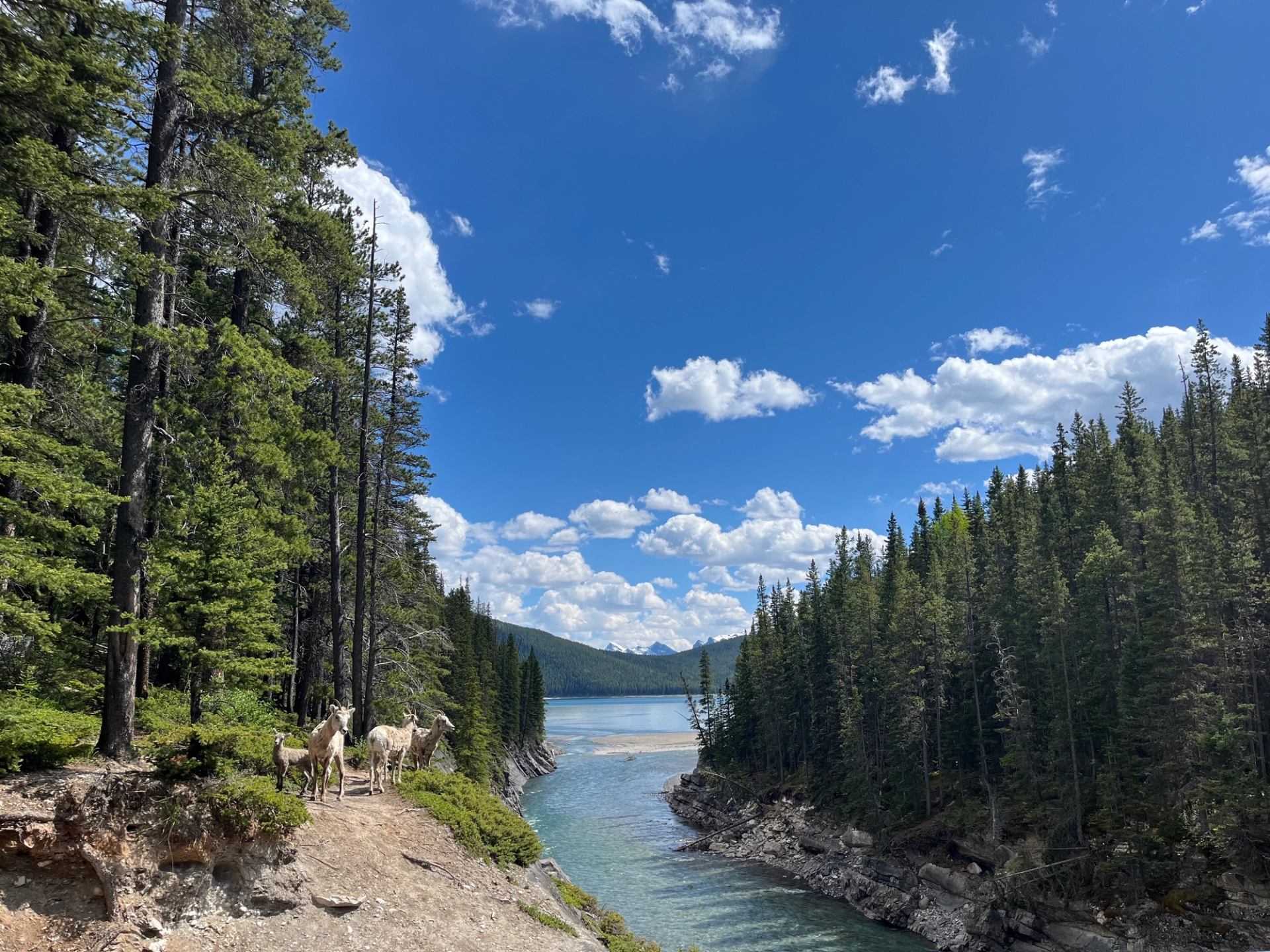 Bighorn sheep stand on forested riverbank beside clear water and distant mountains.