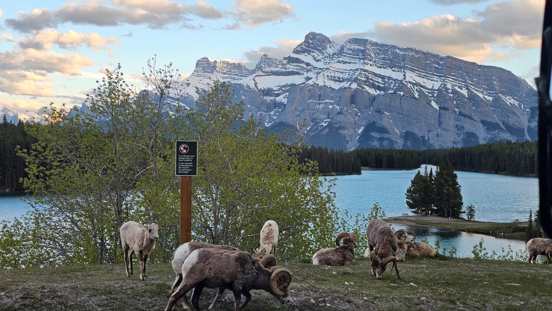Bighorn sheep graze near a lake with snow-covered mountains and trees in background.