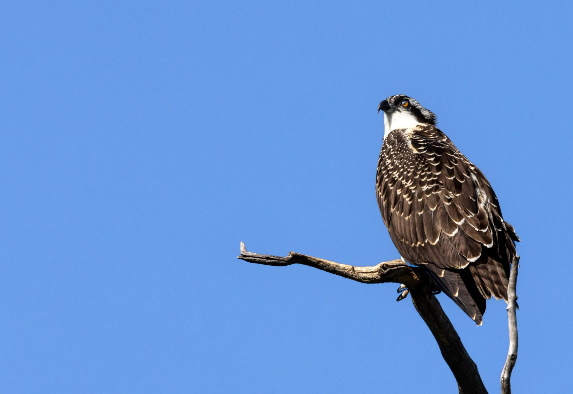 Osprey perched on a bare tree branch against a clear blue sky.