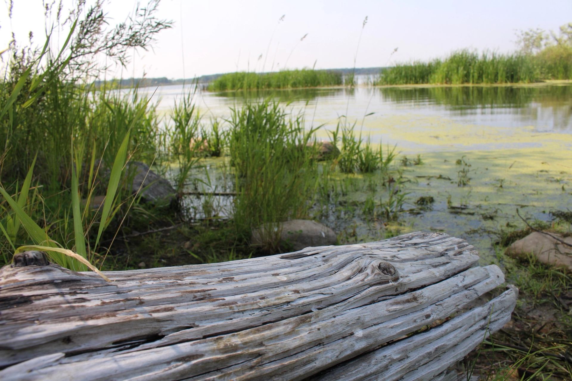 A piece of driftwood juts into the water, surrounded by grasses and water plants.