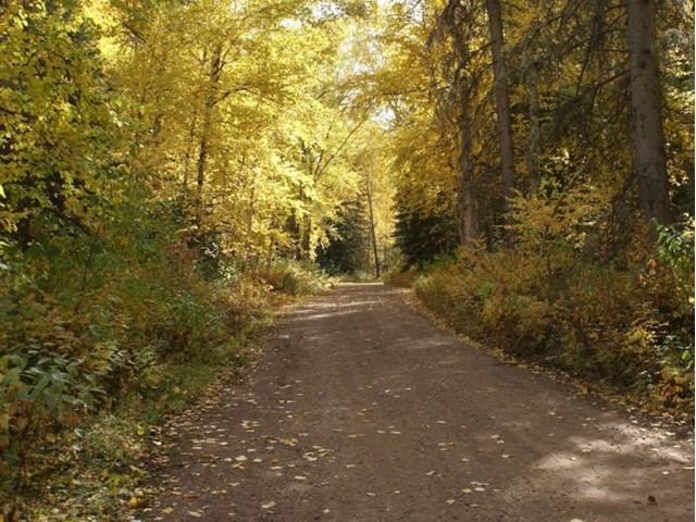 A pathway in the campground with trees along it.