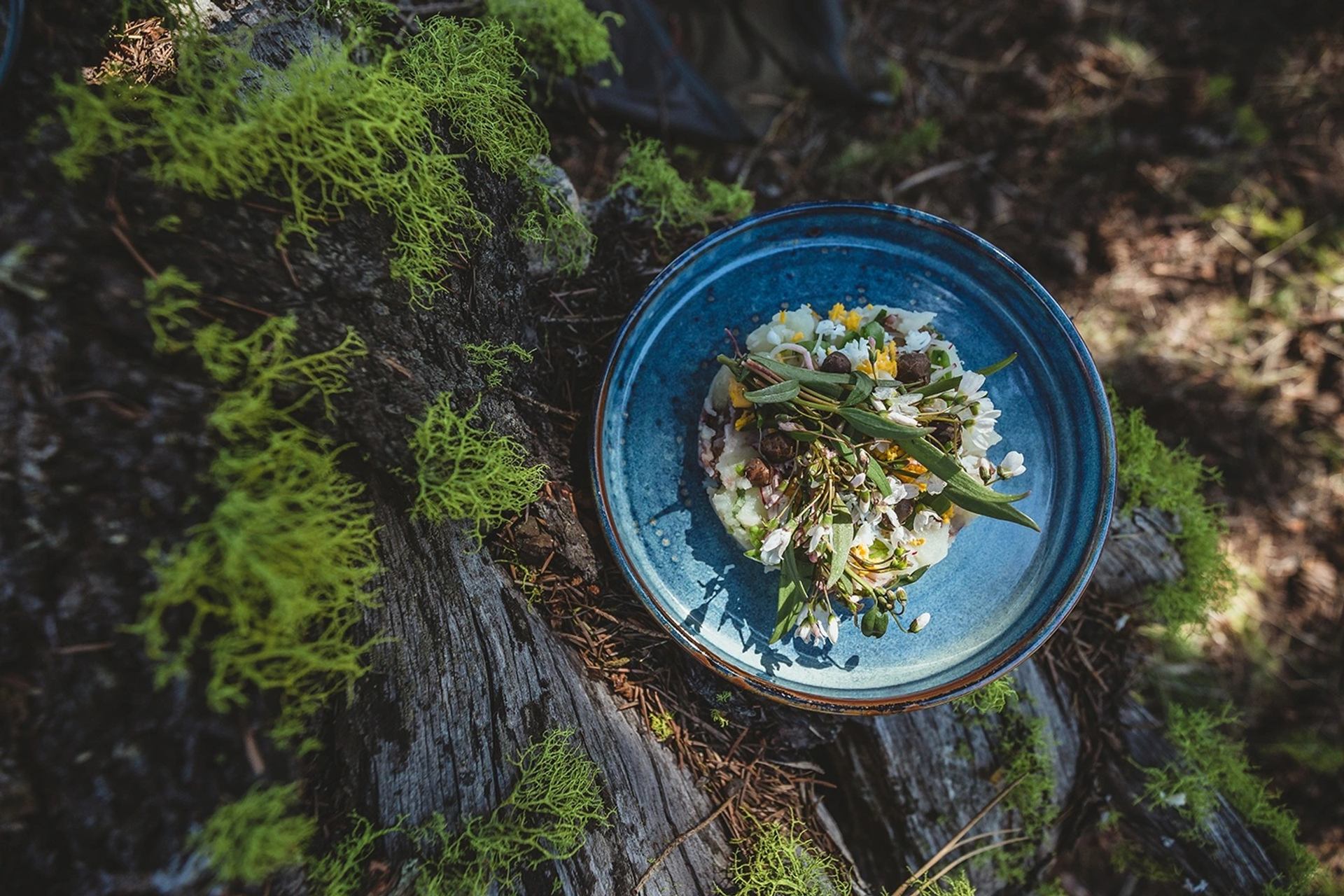 Blue ceramic bowl of plated food resting on moss-covered tree trunk outdoors.