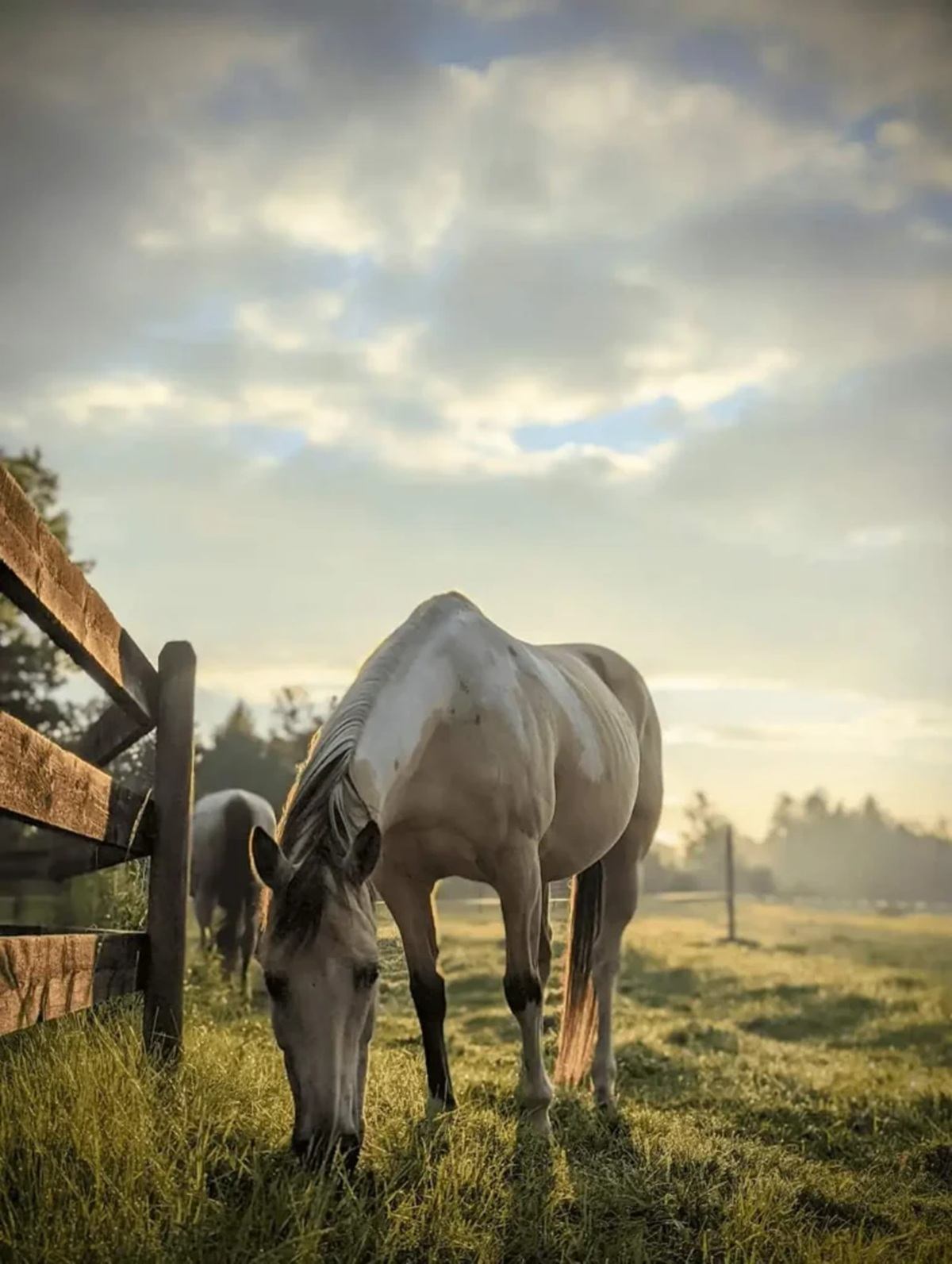 Light-coloured horse grazes beside wooden fence in open grassy field under clouds.