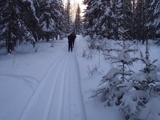 Skier on snowy forest trail surrounded by snow-covered trees at dawn or dusk.