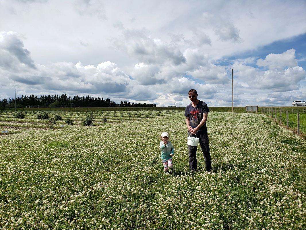 Adult and child standing in a clover-filled field with berry rows and cloudy sky in the background.