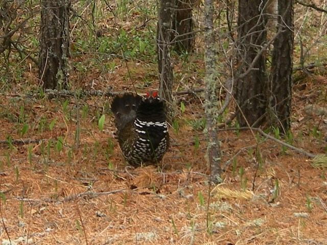 A bird on the ground at Moose Lake Provincial Park