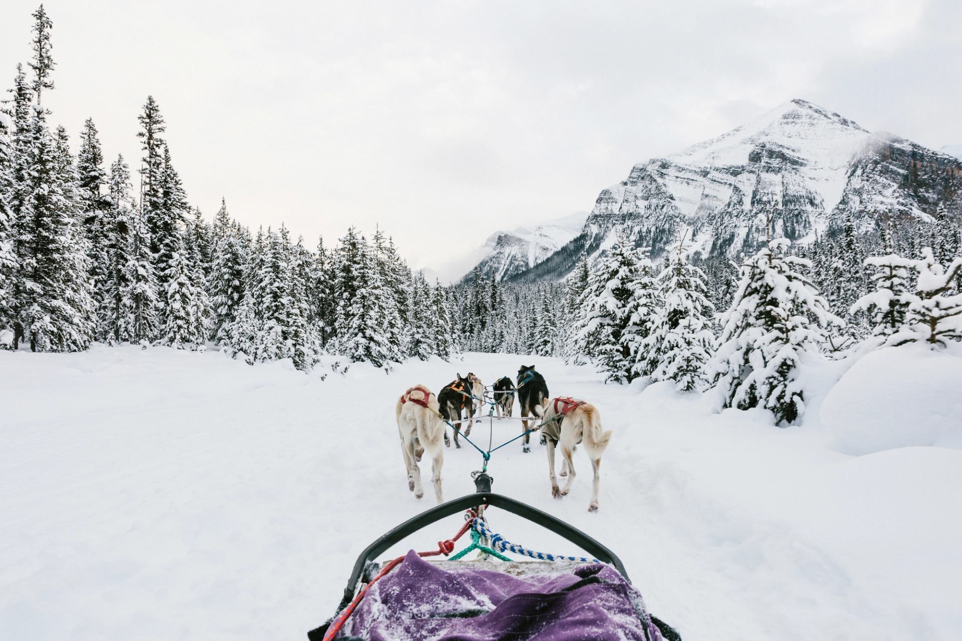 View from a dog sled traveling through a snowy forest with mountains in the distance.