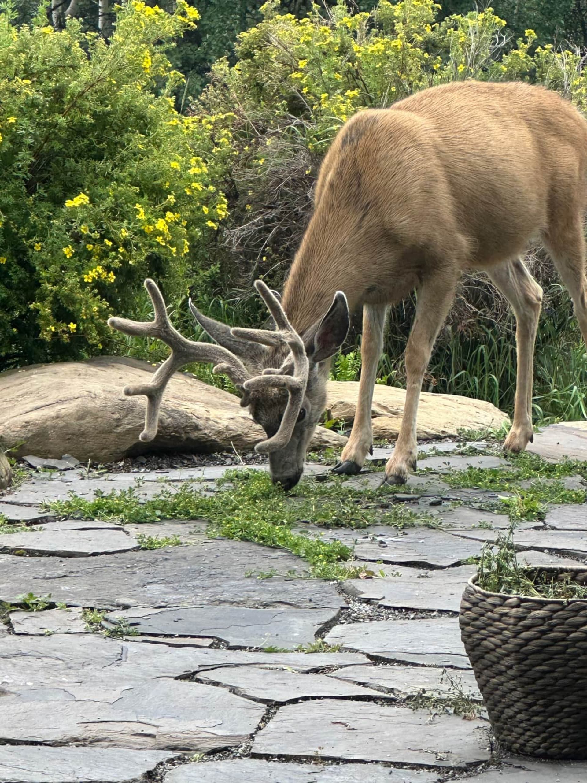 Deer with velvet-covered antlers grazes beside yellow flowers on a stone path.
