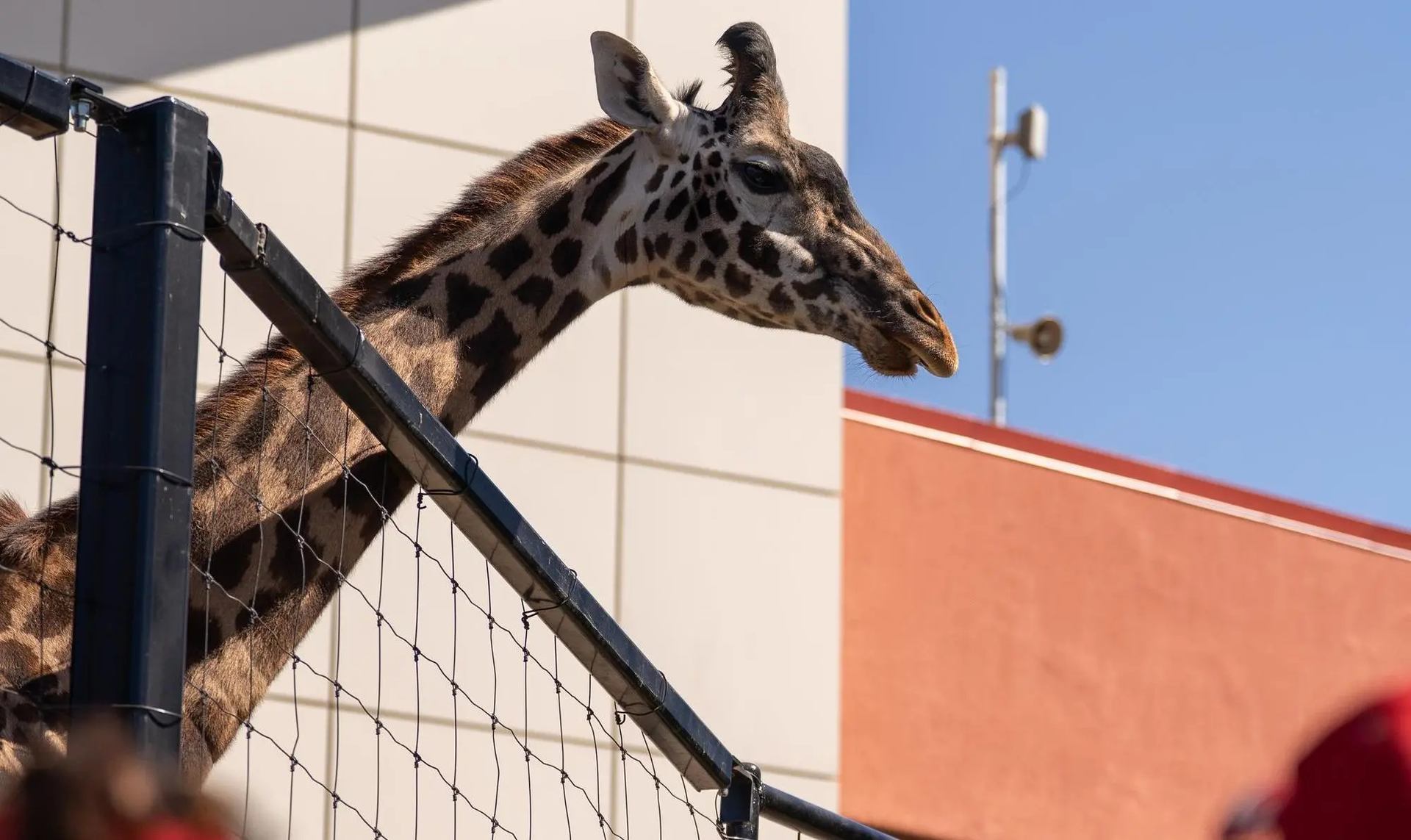 Giraffe head and neck extend above fenced enclosure beside modern building walls.