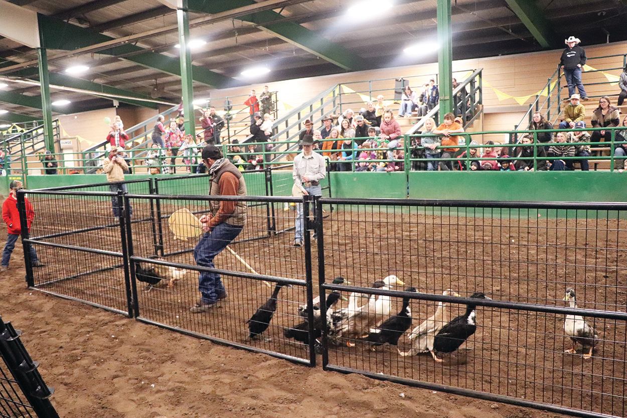 People managing livestock inside a fenced show ring with spectators watching from the stands.