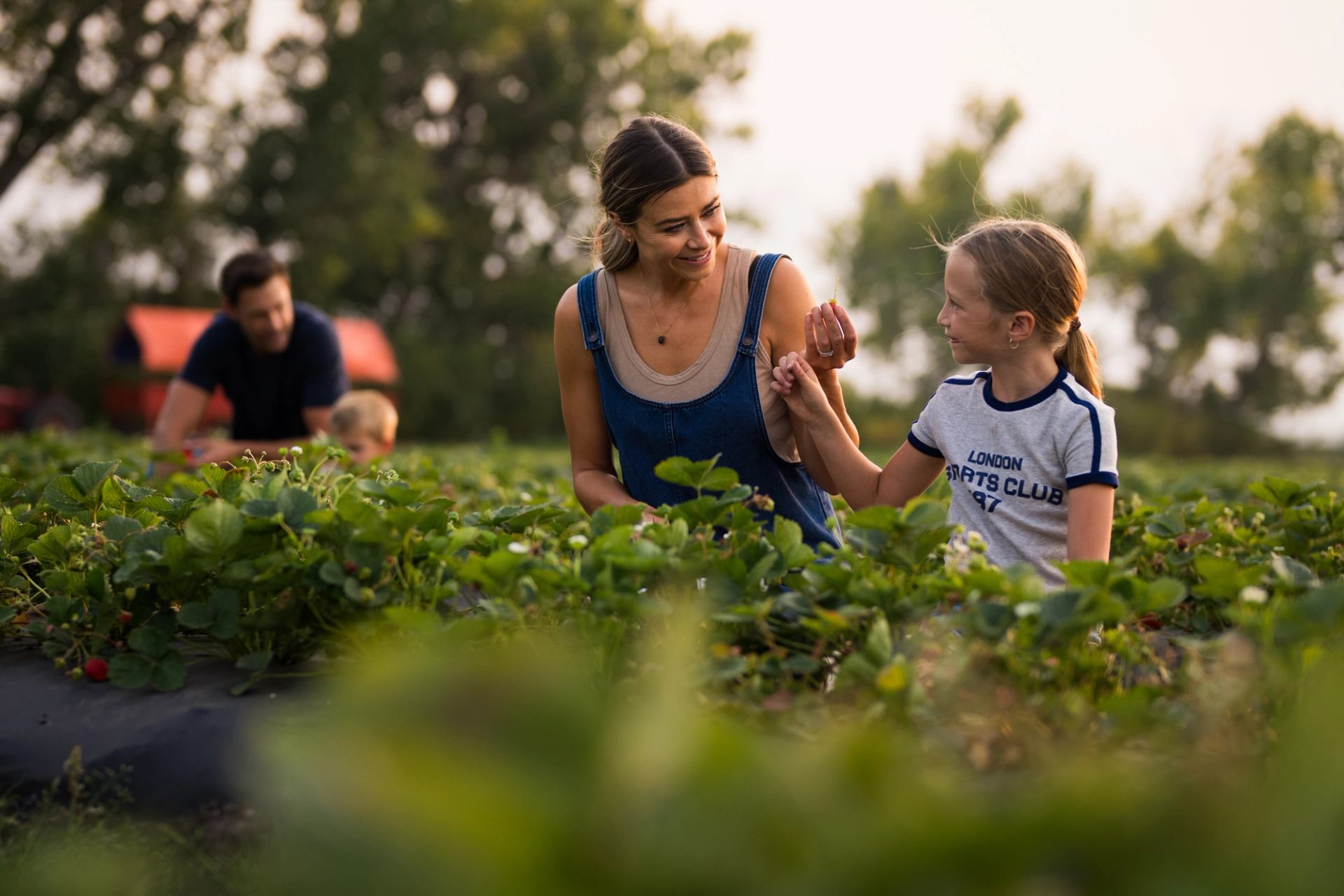 People picking strawberries in a lush green field at The Jungle Farm.