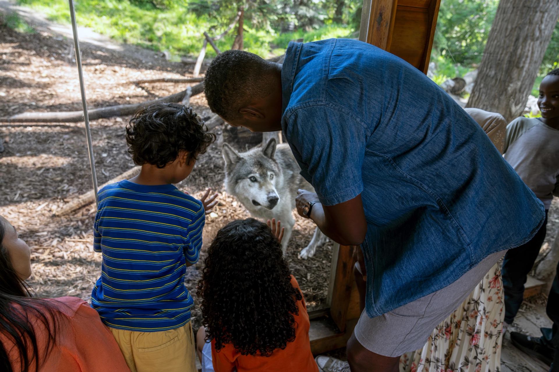 Visitors gather at a glass enclosure as a grey wolf approaches.