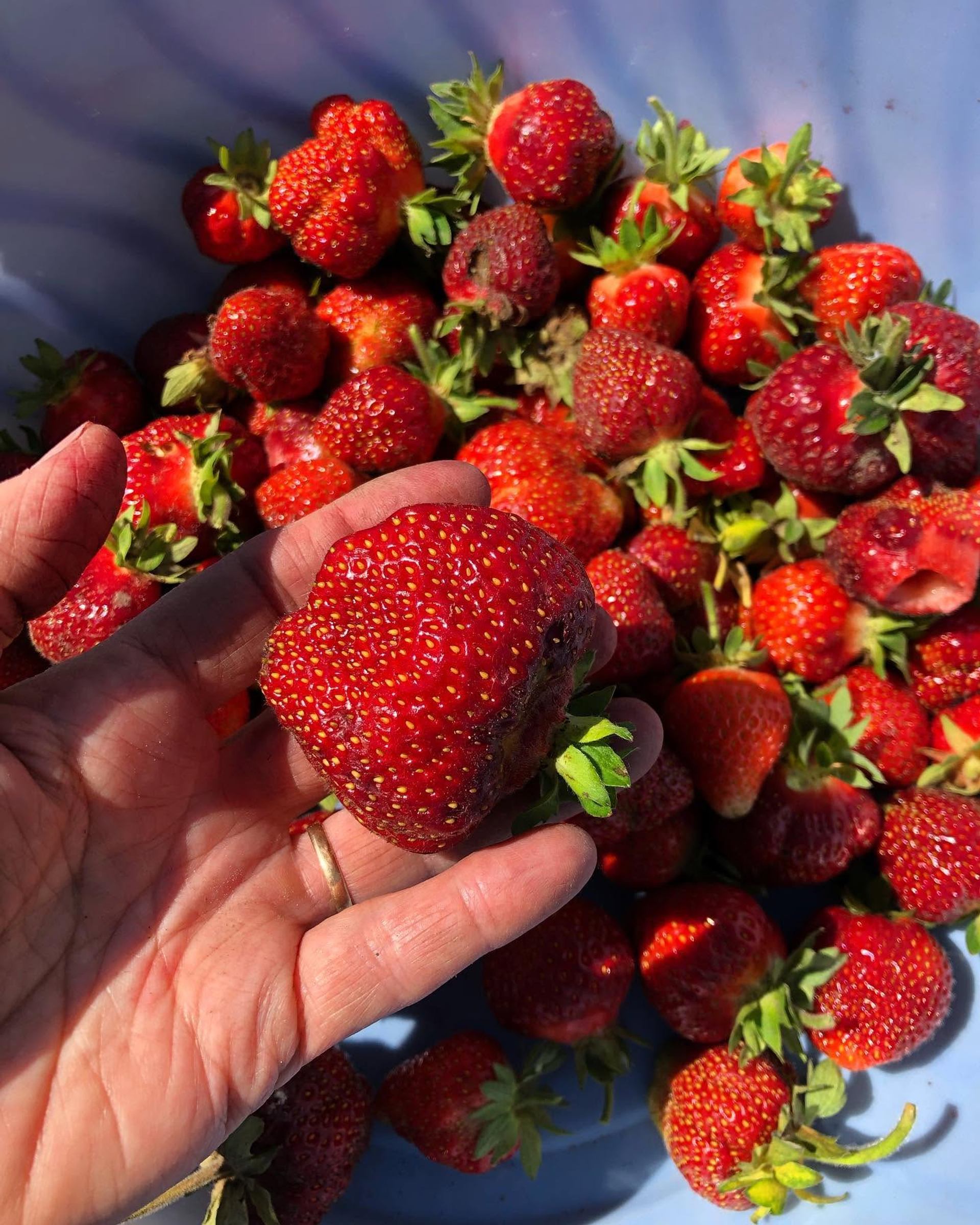 Hand holding a large ripe strawberry above a bowl filled with fresh strawberries.