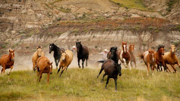 Wild horses being herded in Horsethief Canyon.