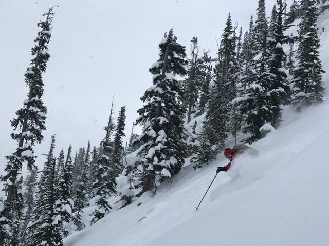 Skier in red jacket descending a snowy slope through snow-covered evergreen trees.