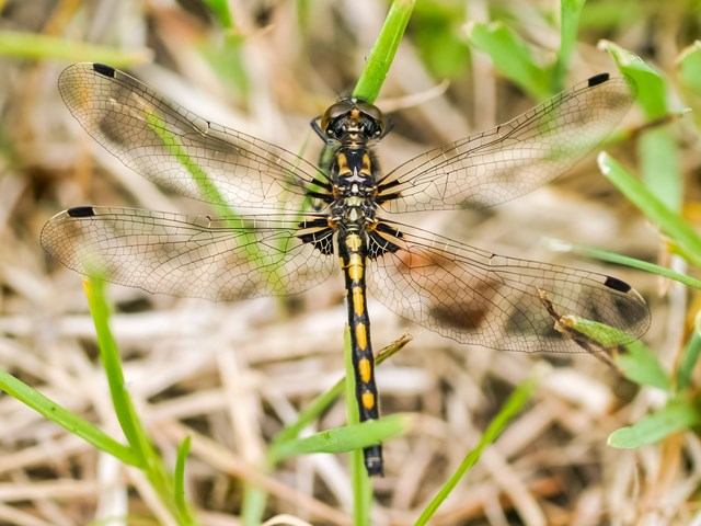 A dragonfly