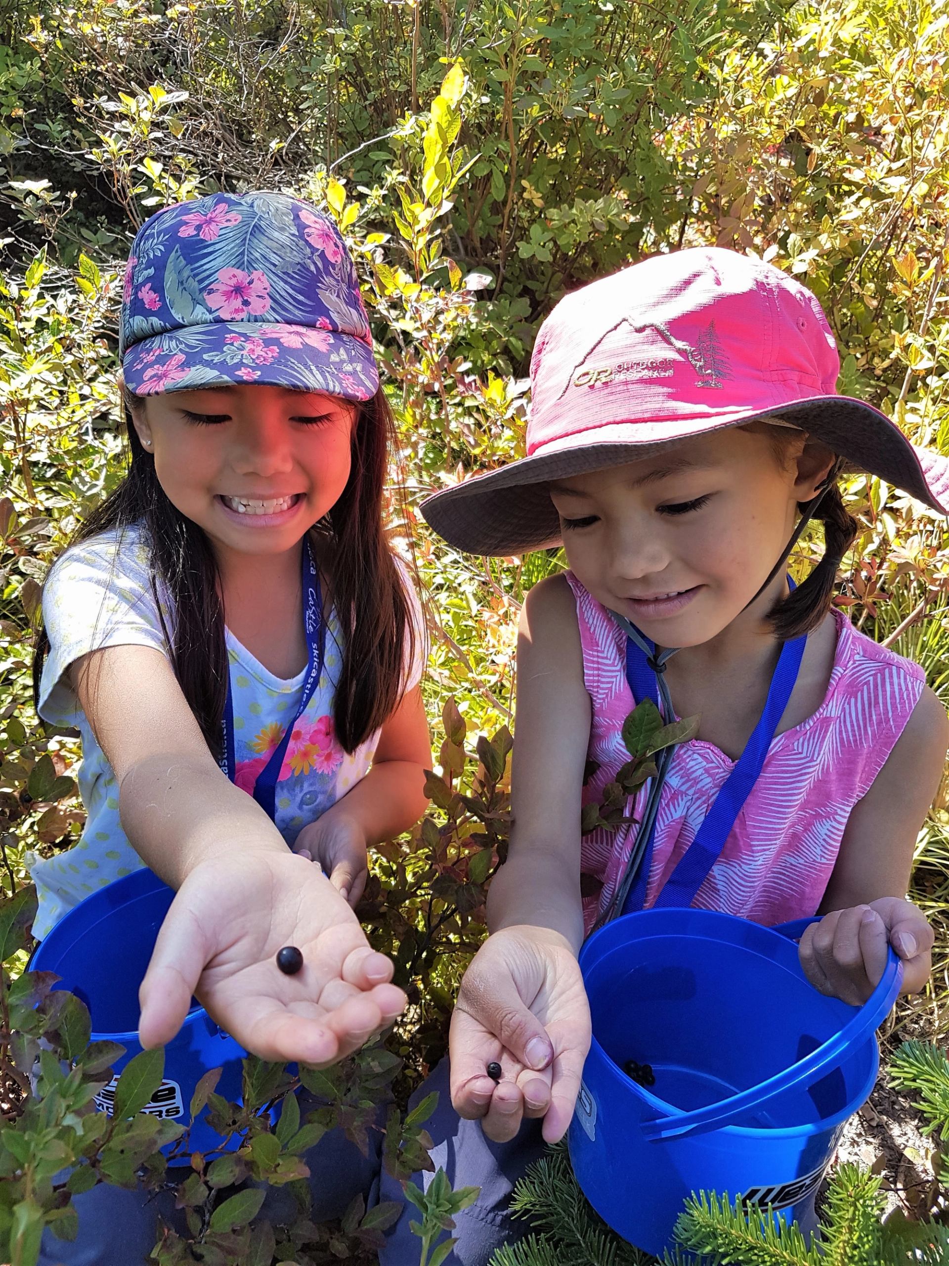 Children in sun hats hold small dark berries above blue buckets in dense bushes.