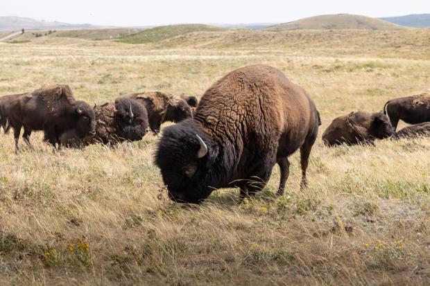 Bison at Bison Paddock.