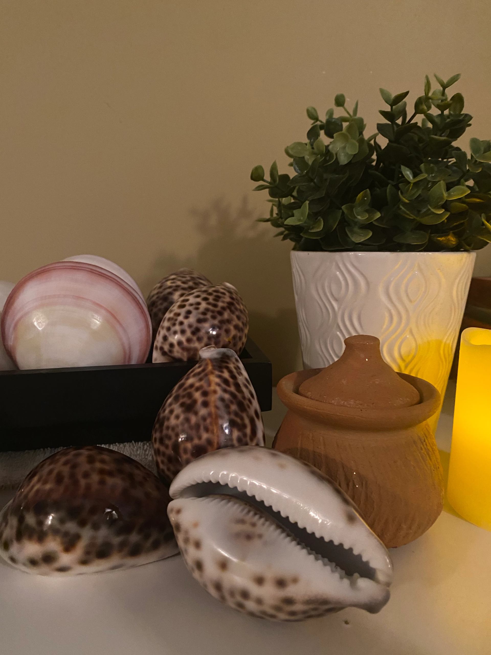Seashells and small clay pot beside potted plant and candle on shelf.
