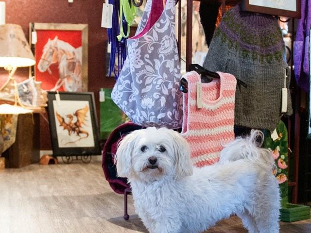 White dog standing in an art gallery with colorful textiles and framed artwork.
