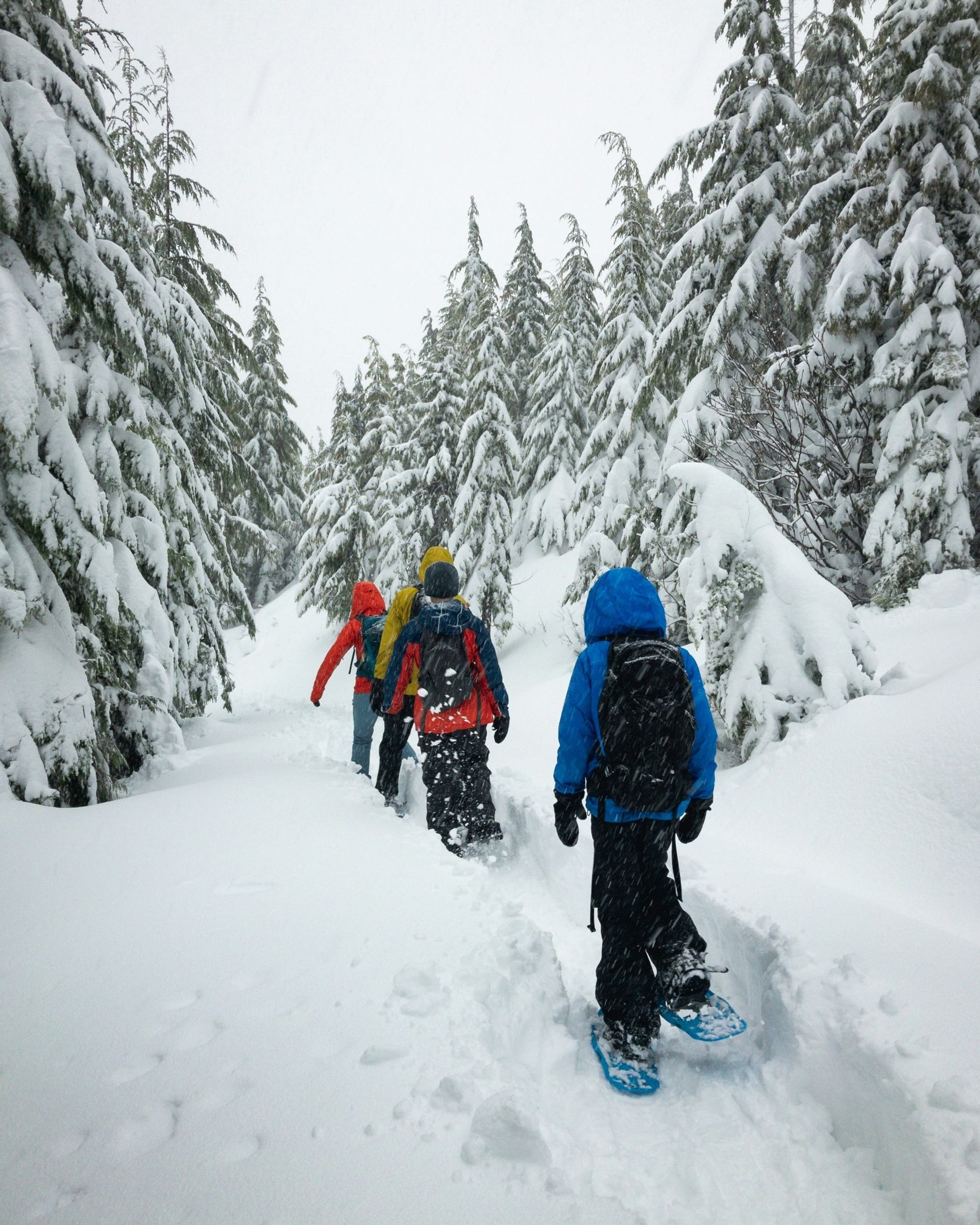 Group snowshoeing along a deep snowy trail surrounded by snow covered evergreen trees.