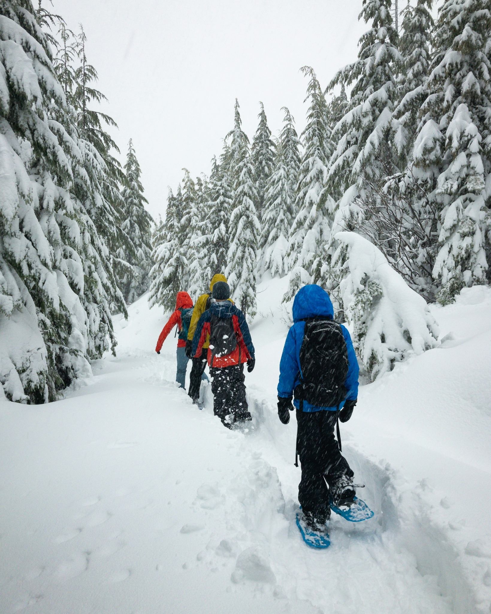Group snowshoeing along a deep snowy trail surrounded by snow covered evergreen trees.
