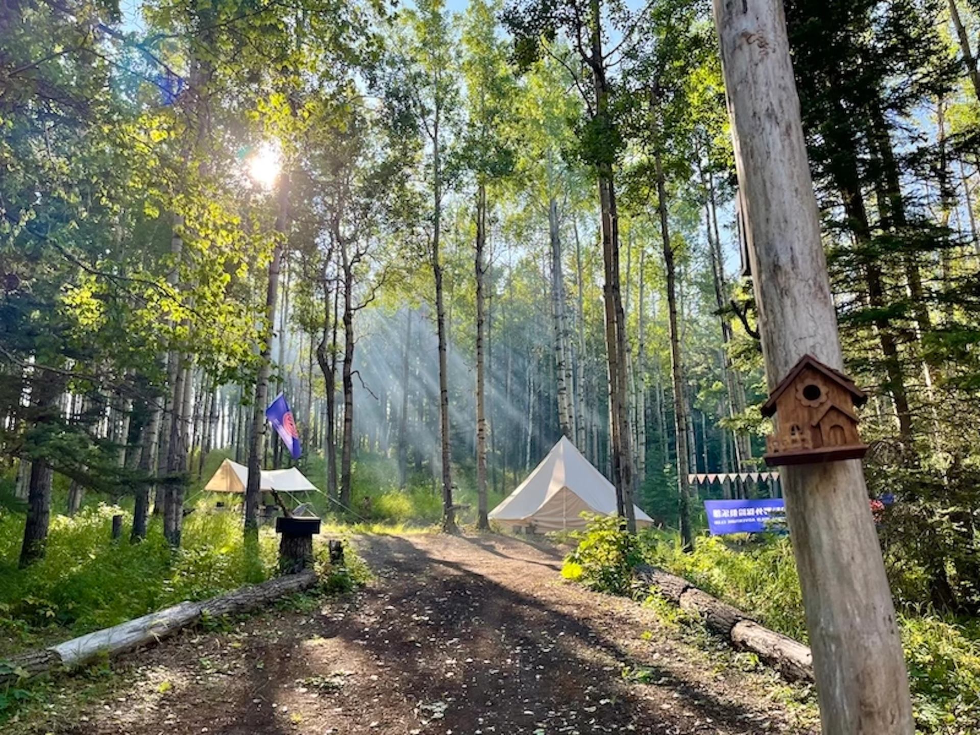 Sunlit forest campsite with canvas tents and a birdhouse on a tree.