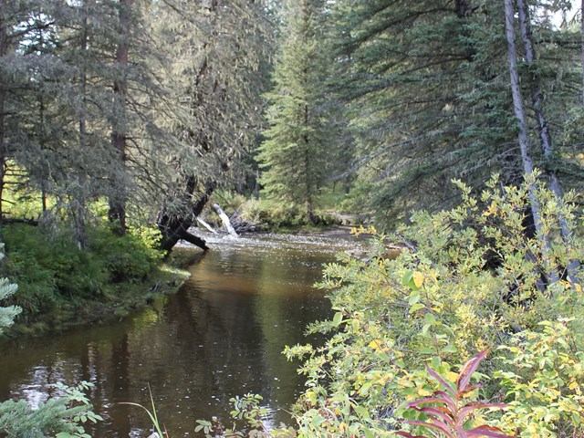 The creek surrounded by bush and trees