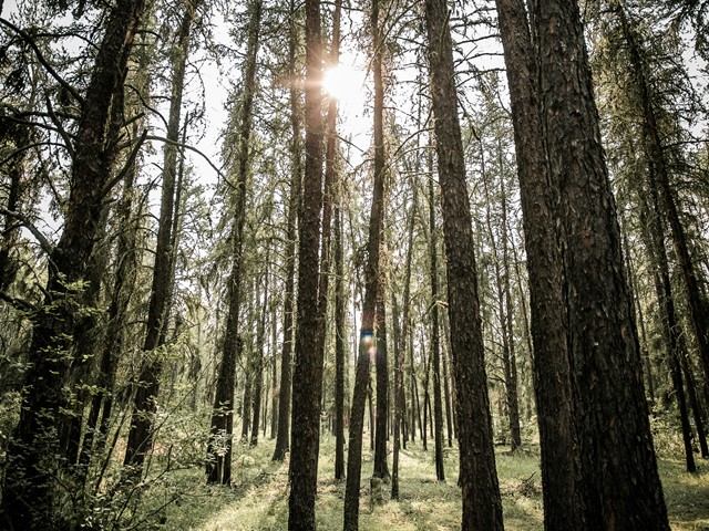 Sunlight streaming through tall pine trees in Harmon Valley Park forest.