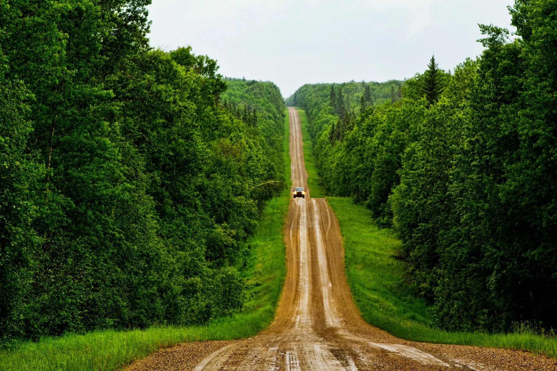 A gravel road stretching through dense green forest toward the horizon.