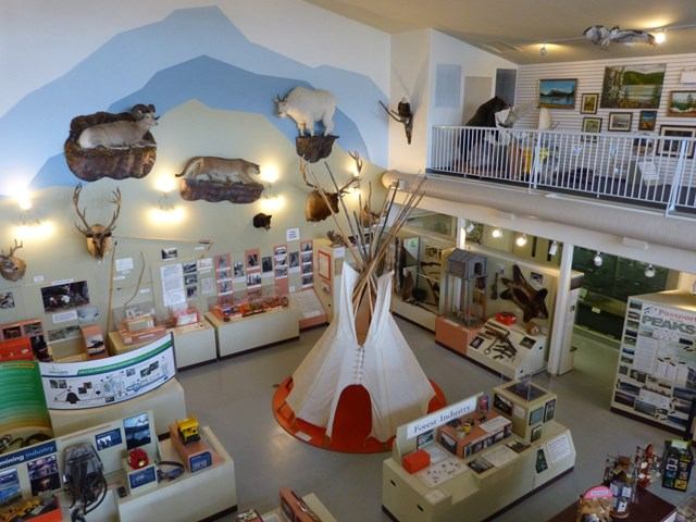 Indoor exhibit with tipi, animal mounts, and educational displays at Grande Cache Centre.