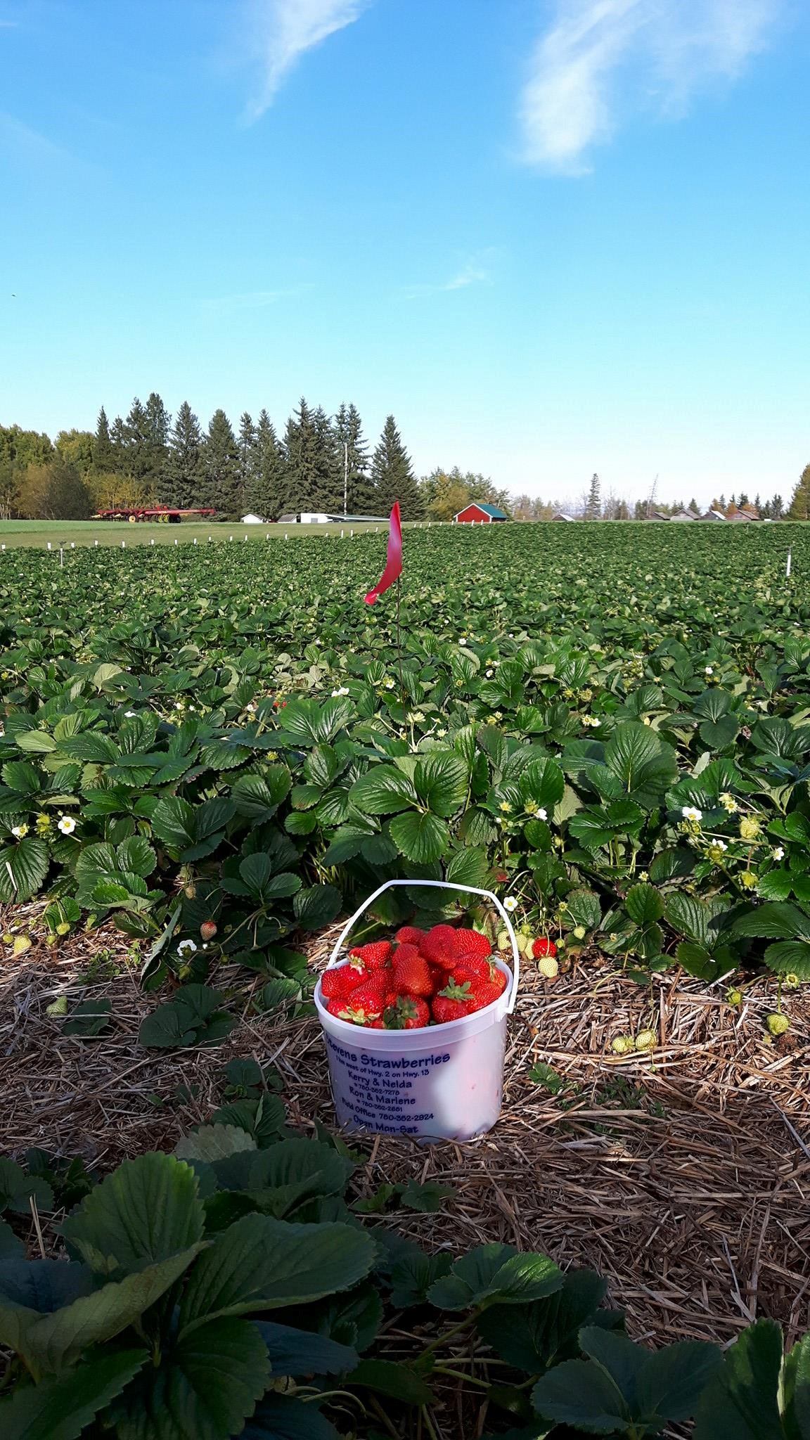 Strawberry patch with a white bucket of red berries in foreground and farm buildings behind.