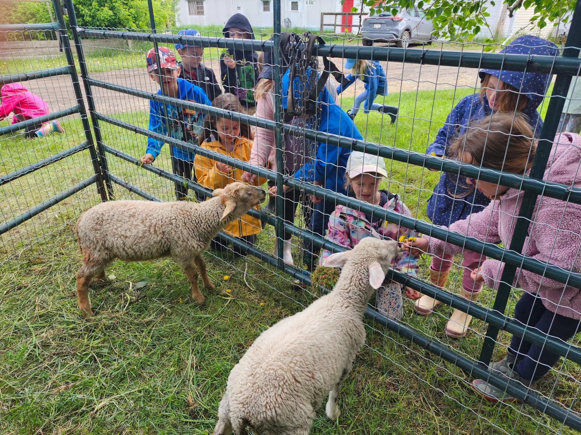 Children in colourful jackets feed two sheep through a metal fence enclosure.