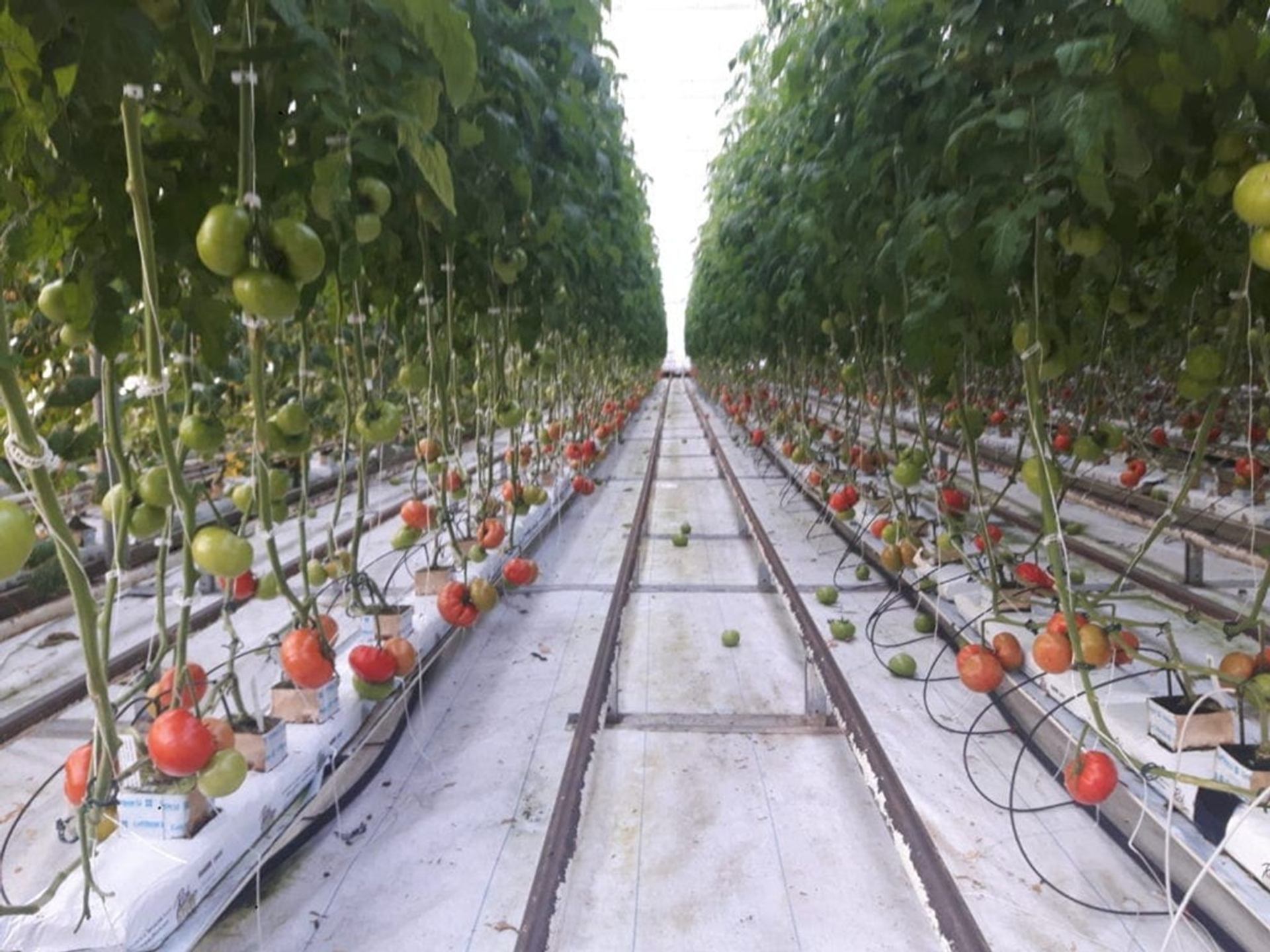 Rows of greenhouse tomato plants with green and red fruit growing along irrigation lines.