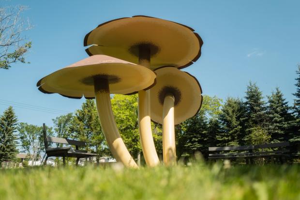 World's Largest Mushrooms.