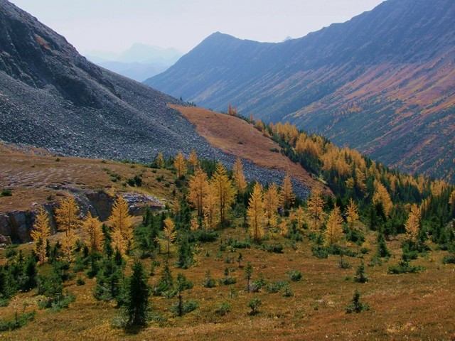 Mountain valley with a hiking trail and autumn-coloured larch trees near a creek.