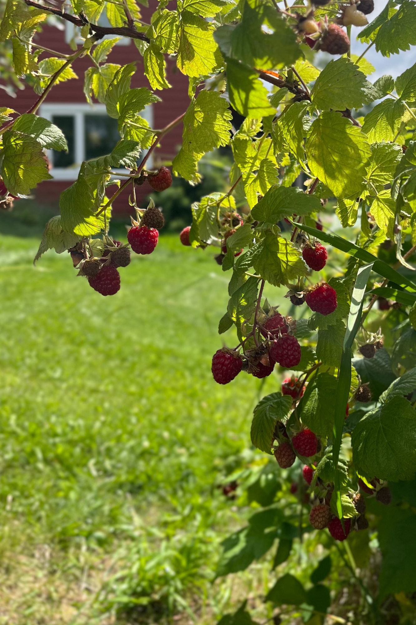 Raspberry canes with ripe red berries hang over green grass near a house.
