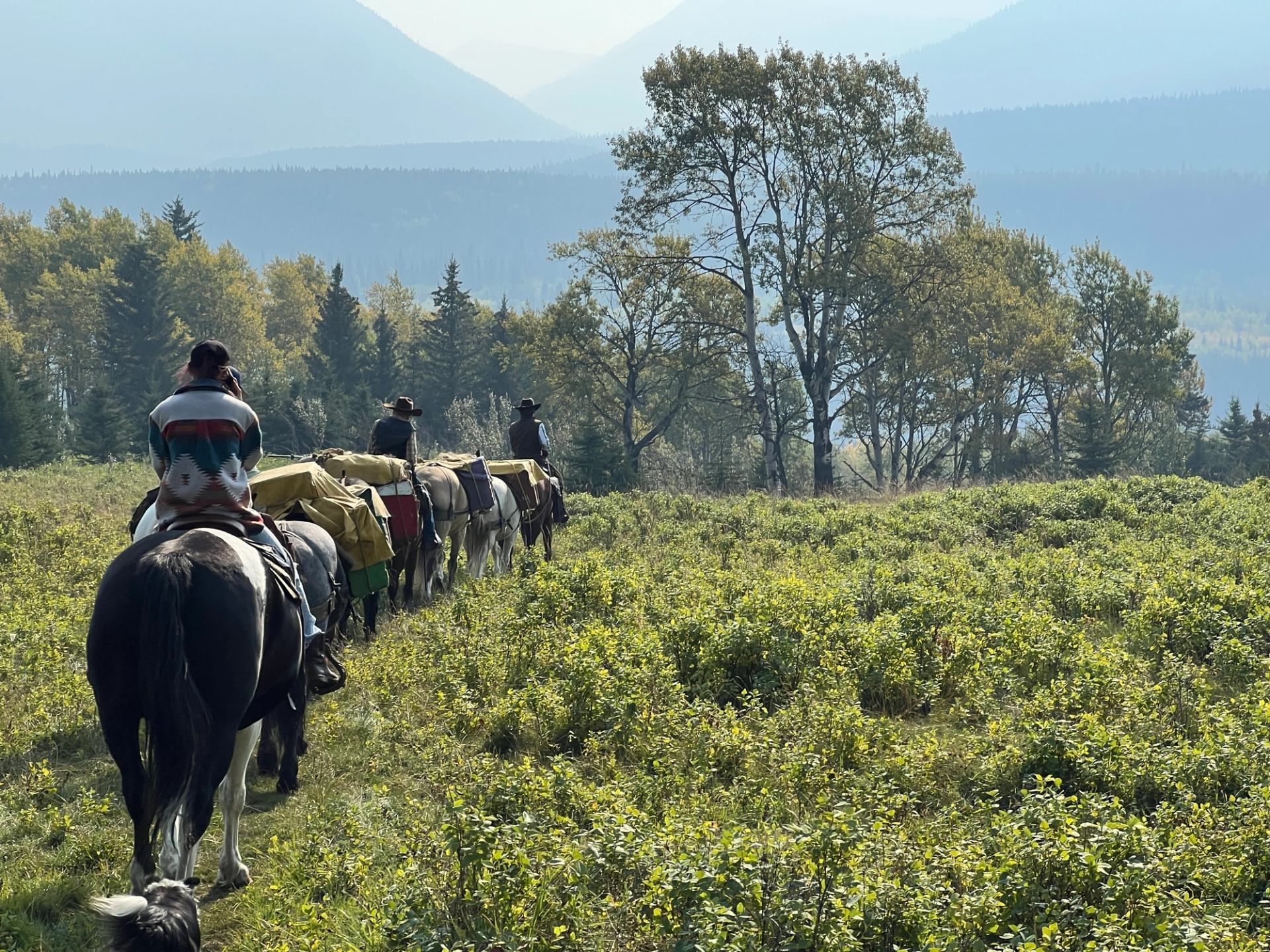 A line of riders and packhorses moving across a grassy hillside toward tall peaks.