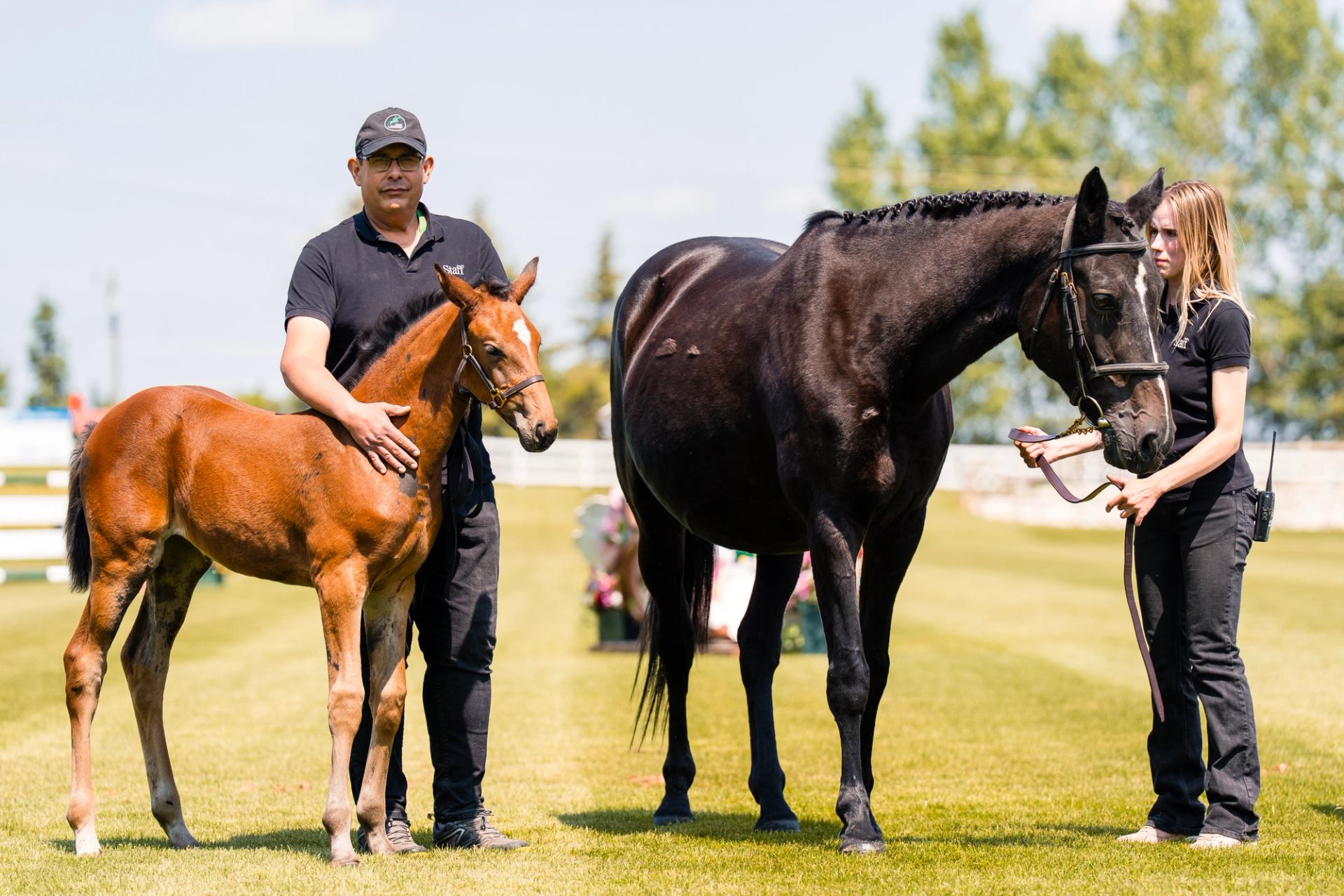A man gently holds a brown foal, while a woman holds the bridle of a dark adult horse on a sunny green field.