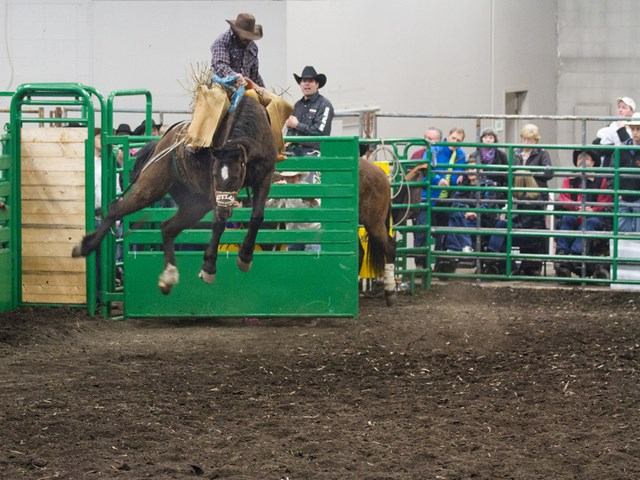 Rodeo rider on bucking horse leaving green chute, spectators behind railings.