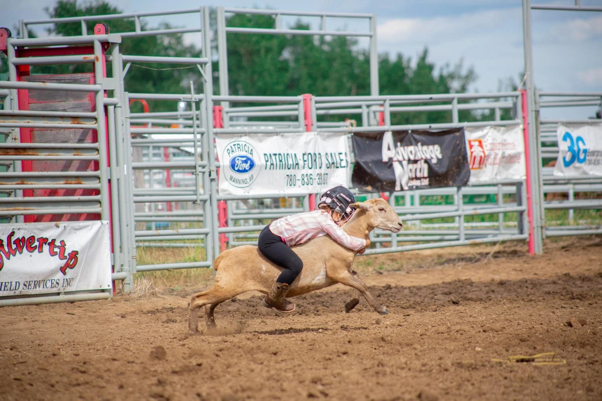 Child in helmet rides running sheep in rodeo arena with sponsor banners.