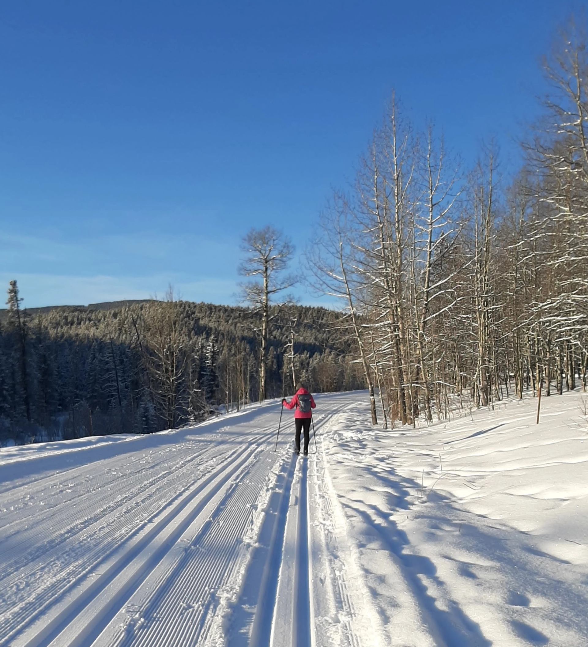 Skier glides along snowy trail under clear blue sky in forested winter landscape.