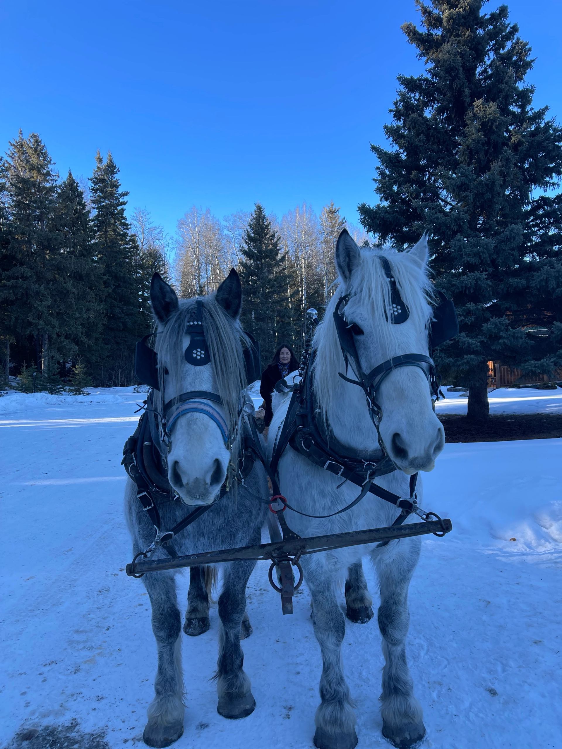 Two horses hauling a sleigh in the winter snow