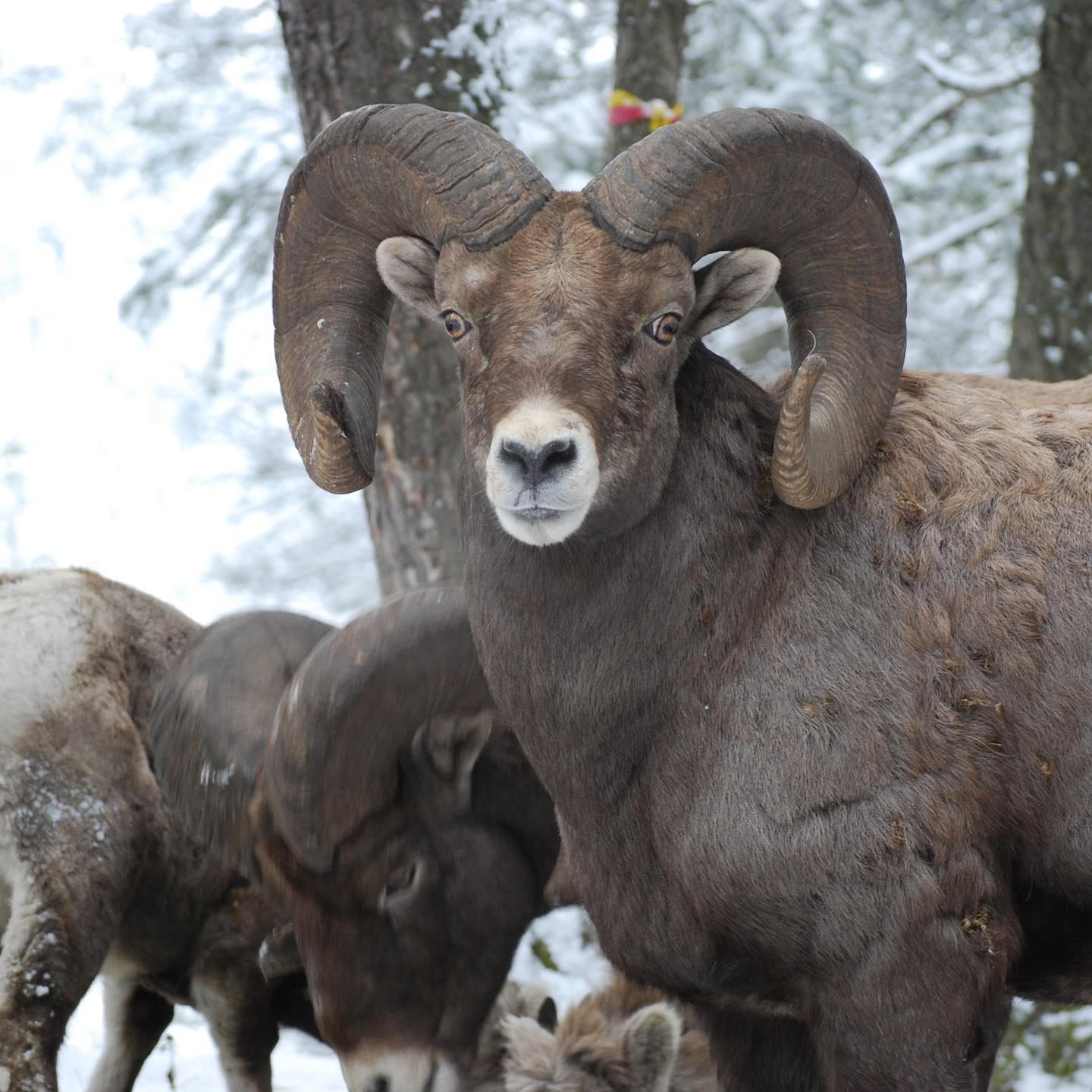 Bighorn sheep in snowy forest, with one facing camera and others among trees.
