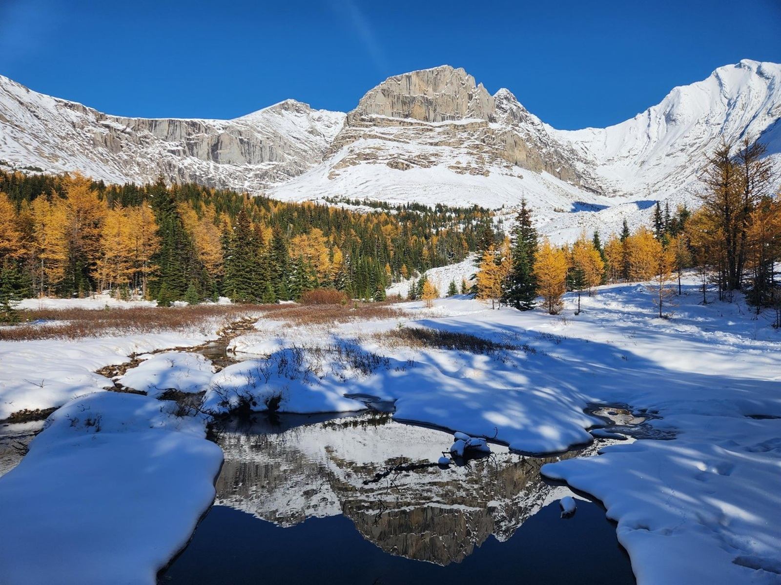 Snowy mountain valley with golden larches and bright blue sky
