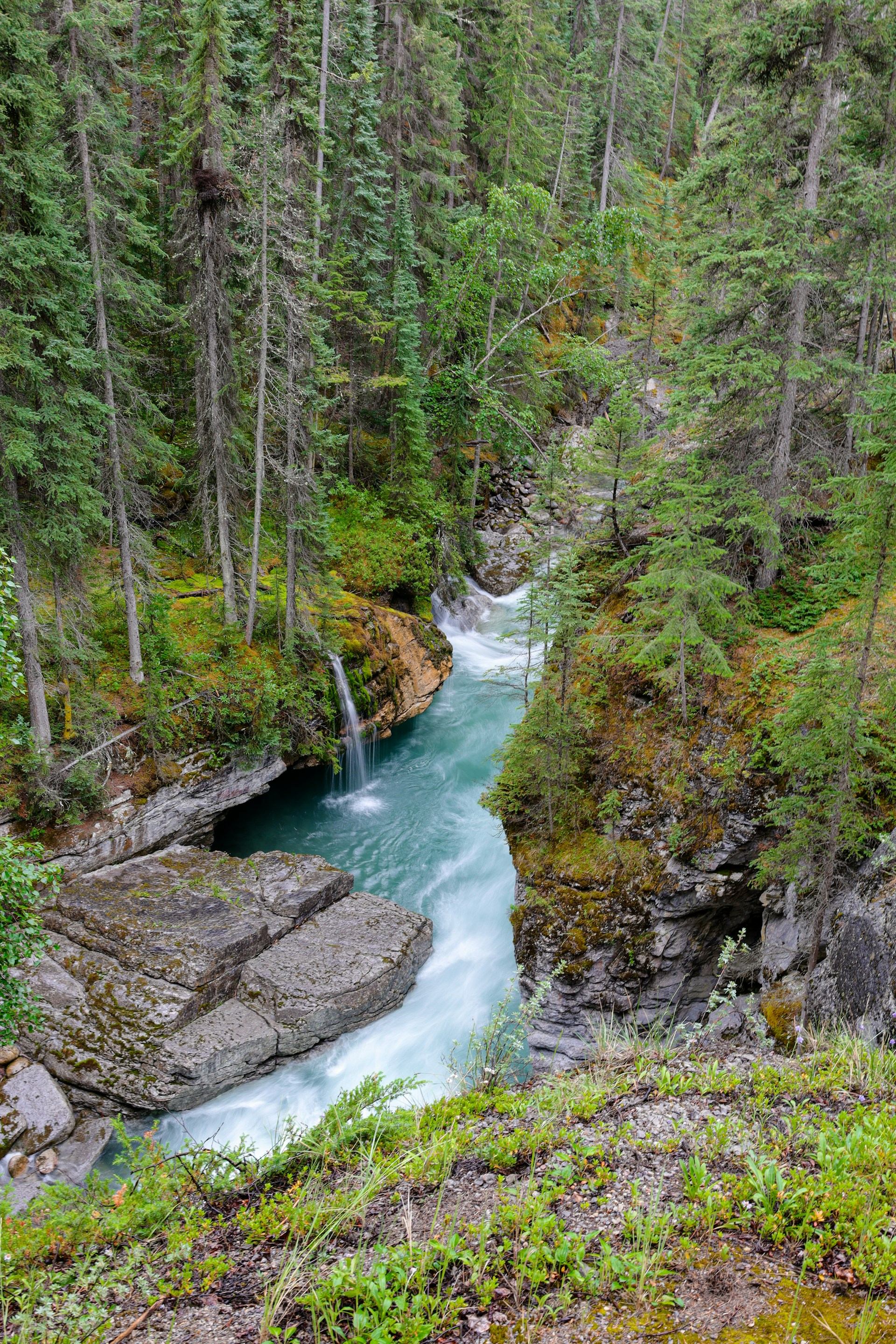 Turquoise river rushing through rocky gorge surrounded by dense evergreen forest and moss.