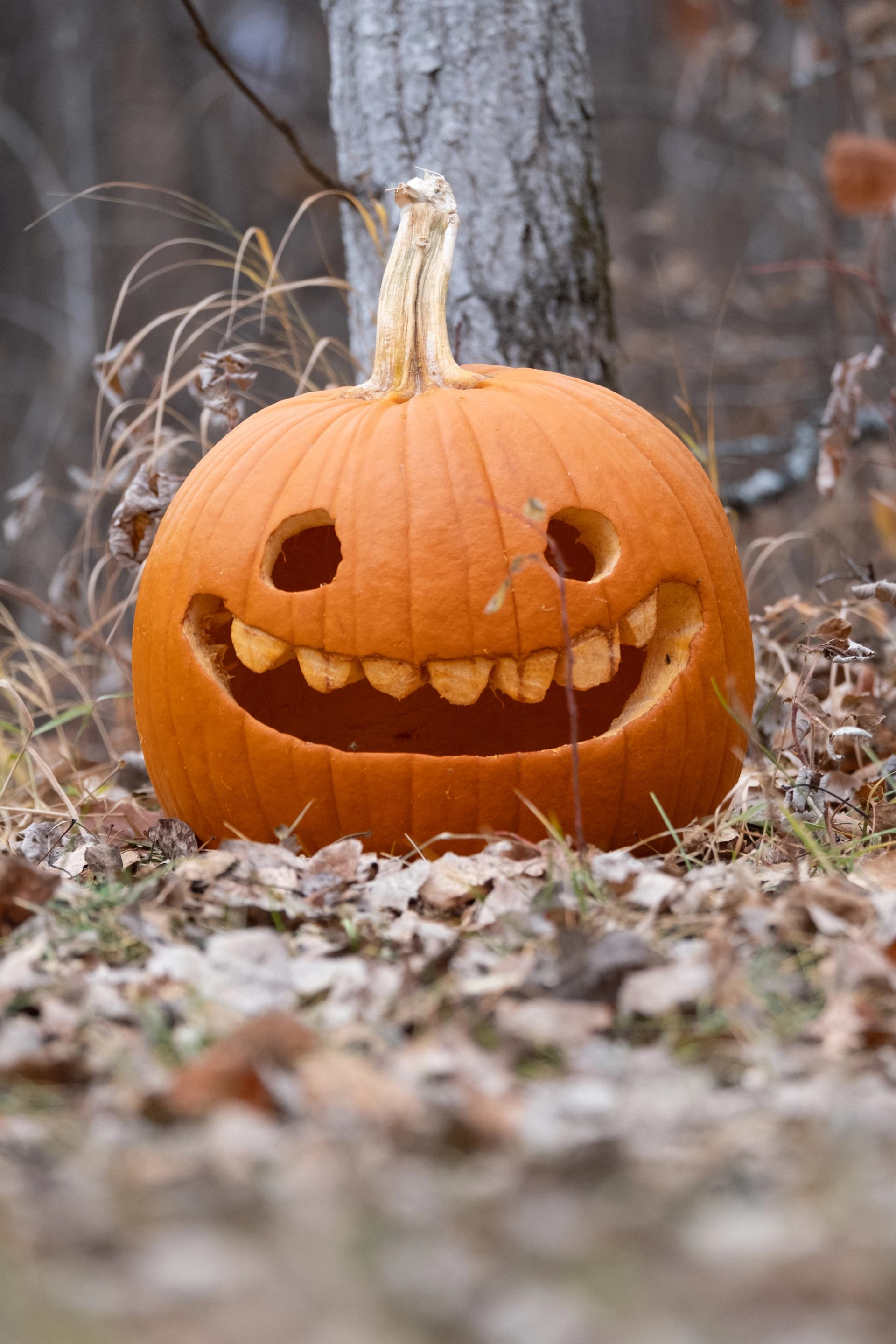Carved jack-o’-lantern pumpkin with large toothy grin sits among dry leaves outdoors.