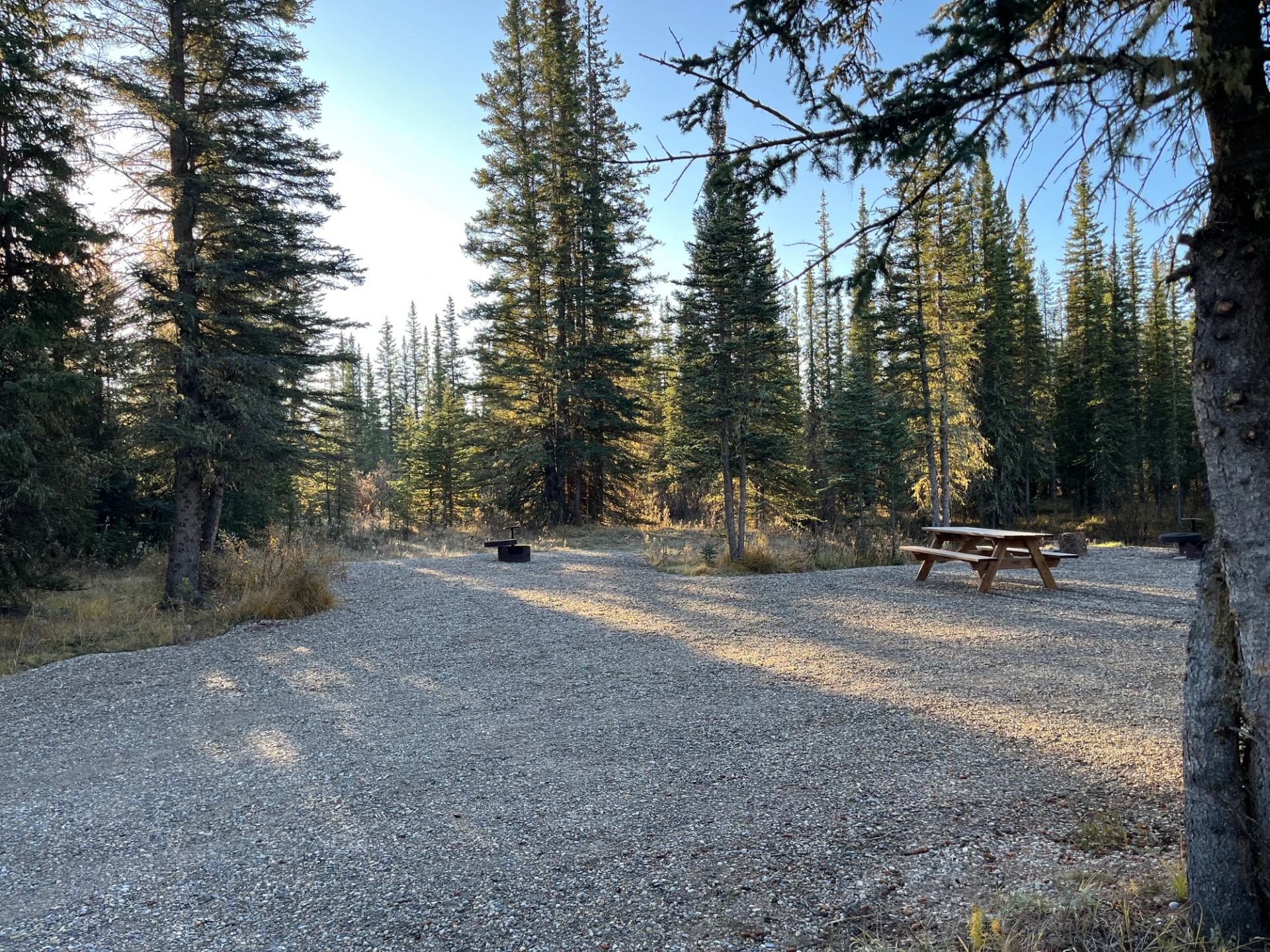 Gravel campsite among tall evergreen trees with wooden picnic table and metal fire ring.
