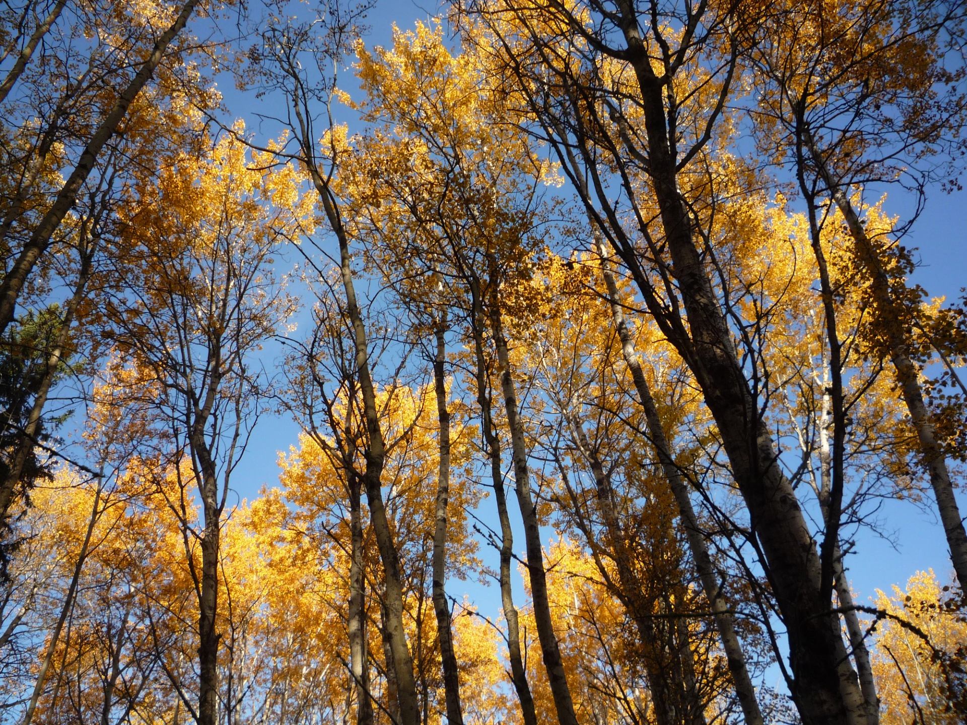 Tall autumn trees with golden leaves against a bright blue sky.